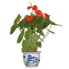 Anthurium（2）