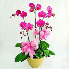 Red Orchids(5)